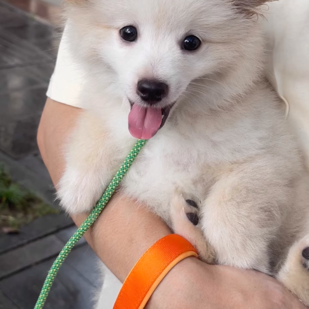 Tikopet Tangle-free pet leash 1.8m (L) × 6mm (D)
